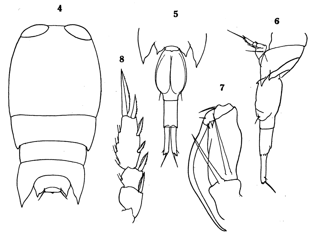 Species Corycaeus (Onychocorycaeus) pumilus - Plate 6 of morphological figures