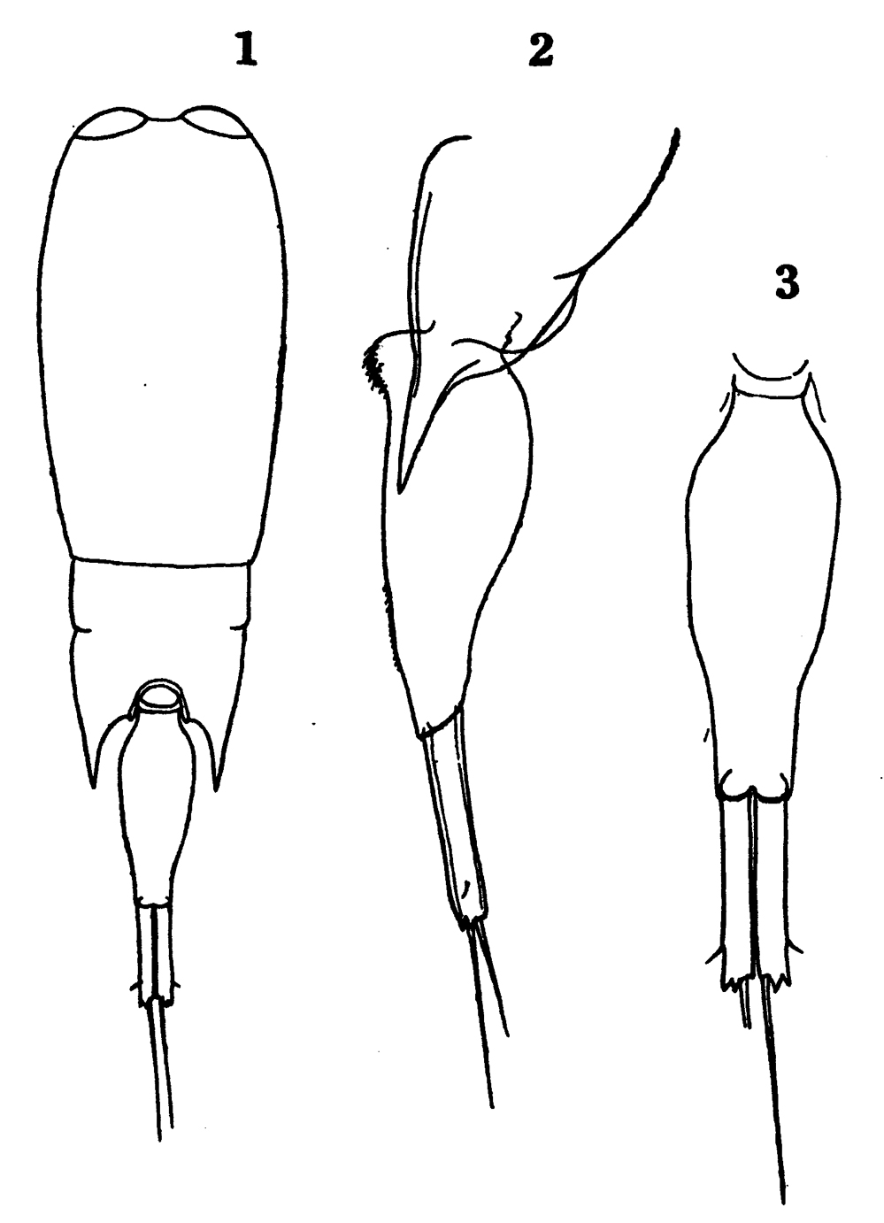 Species Farranula carinata - Plate 11 of morphological figures