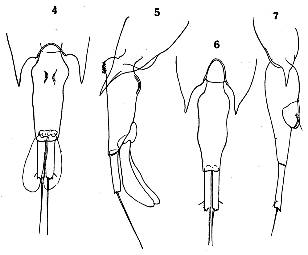 Species Farranula concinna - Plate 14 of morphological figures