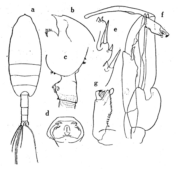 Species Paraeuchaeta russelli - Plate 2 of morphological figures