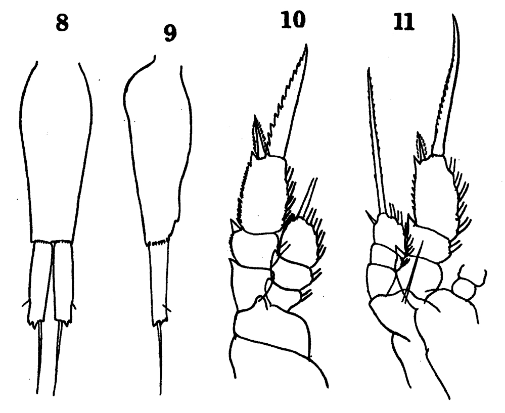 Espce Farranula curta - Planche 8 de figures morphologiques