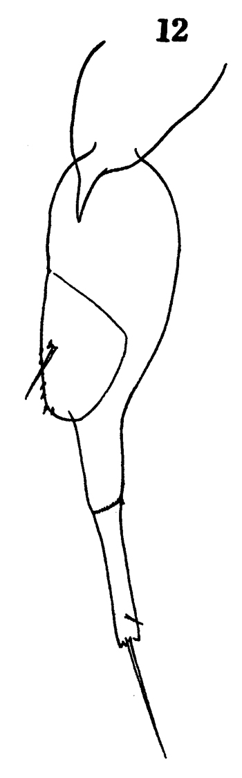 Espce Farranula gibbula - Planche 23 de figures morphologiques