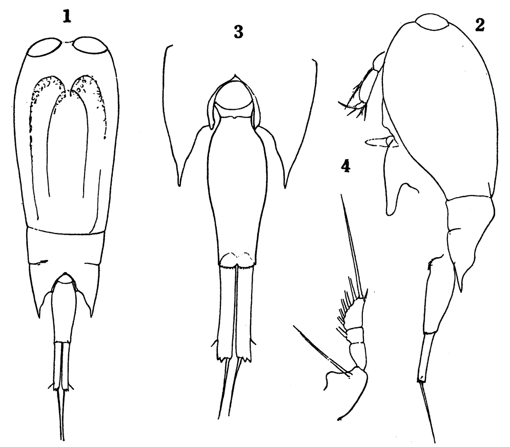 Species Farranula longicaudis - Plate 4 of morphological figures