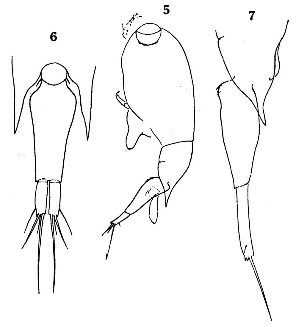 Espèce Farranula rostrata - Planche 11 de figures morphologiques