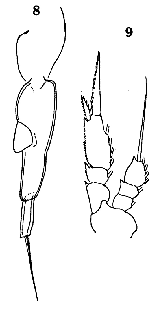 Espèce Farranula rostrata - Planche 12 de figures morphologiques