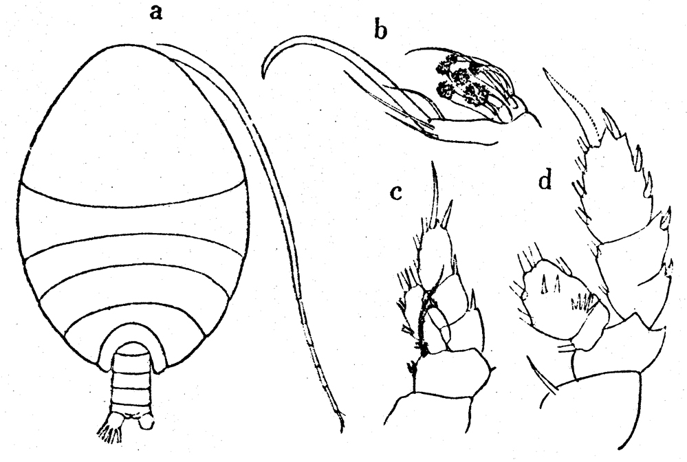 Espèce Phaenna spinifera - Planche 38 de figures morphologiques