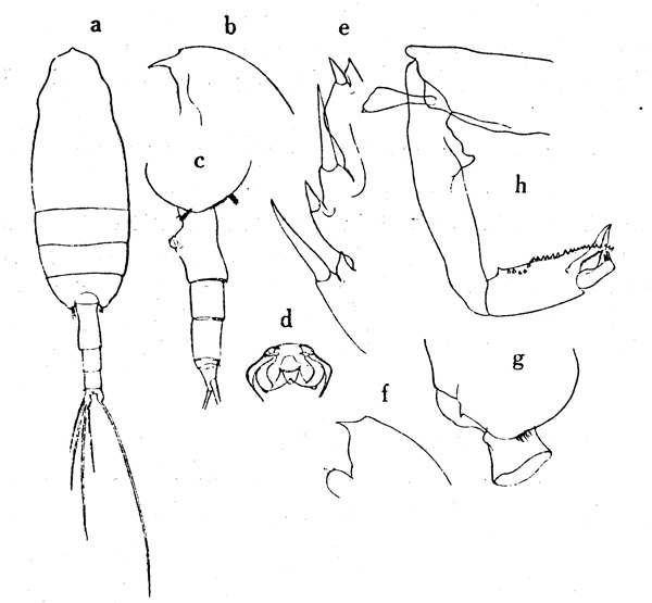 Species Paraeuchaeta simplex - Plate 2 of morphological figures