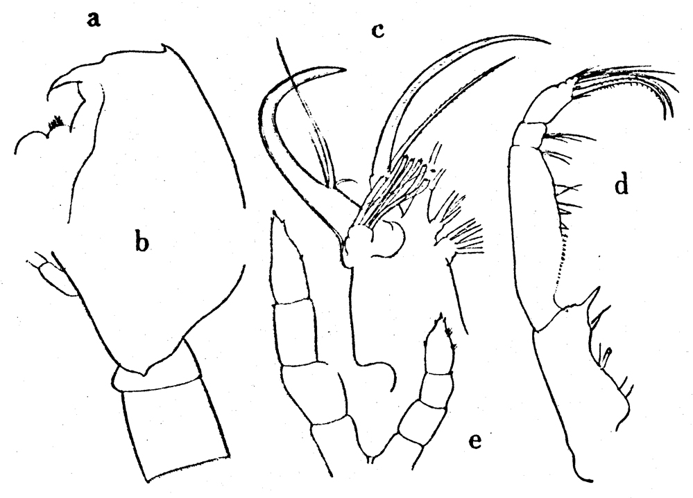Species Cornucalanus chelifer - Plate 21 of morphological figures
