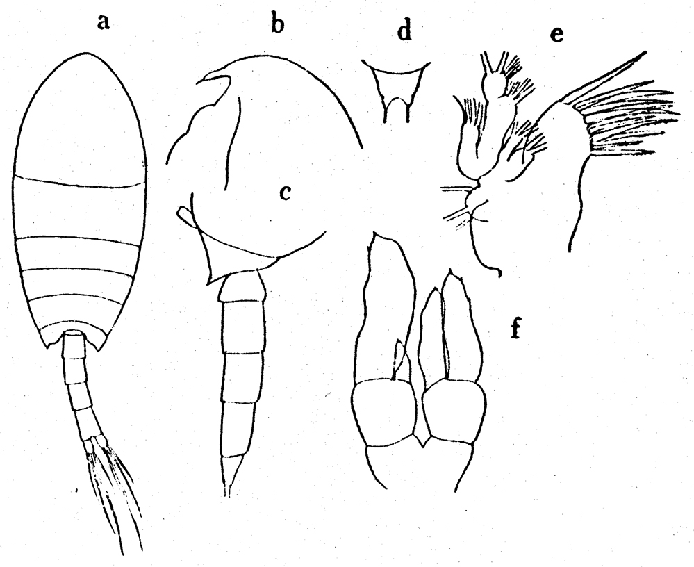 Species Undinella simplex - Plate 5 of morphological figures