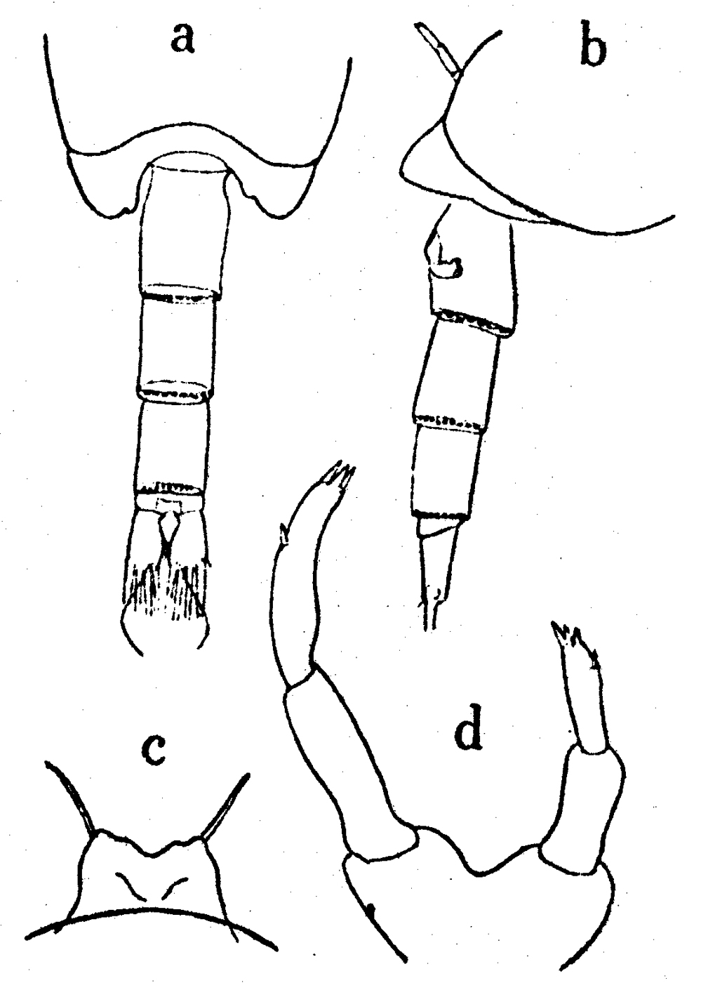 Espce Undinella frontalis - Planche 2 de figures morphologiques