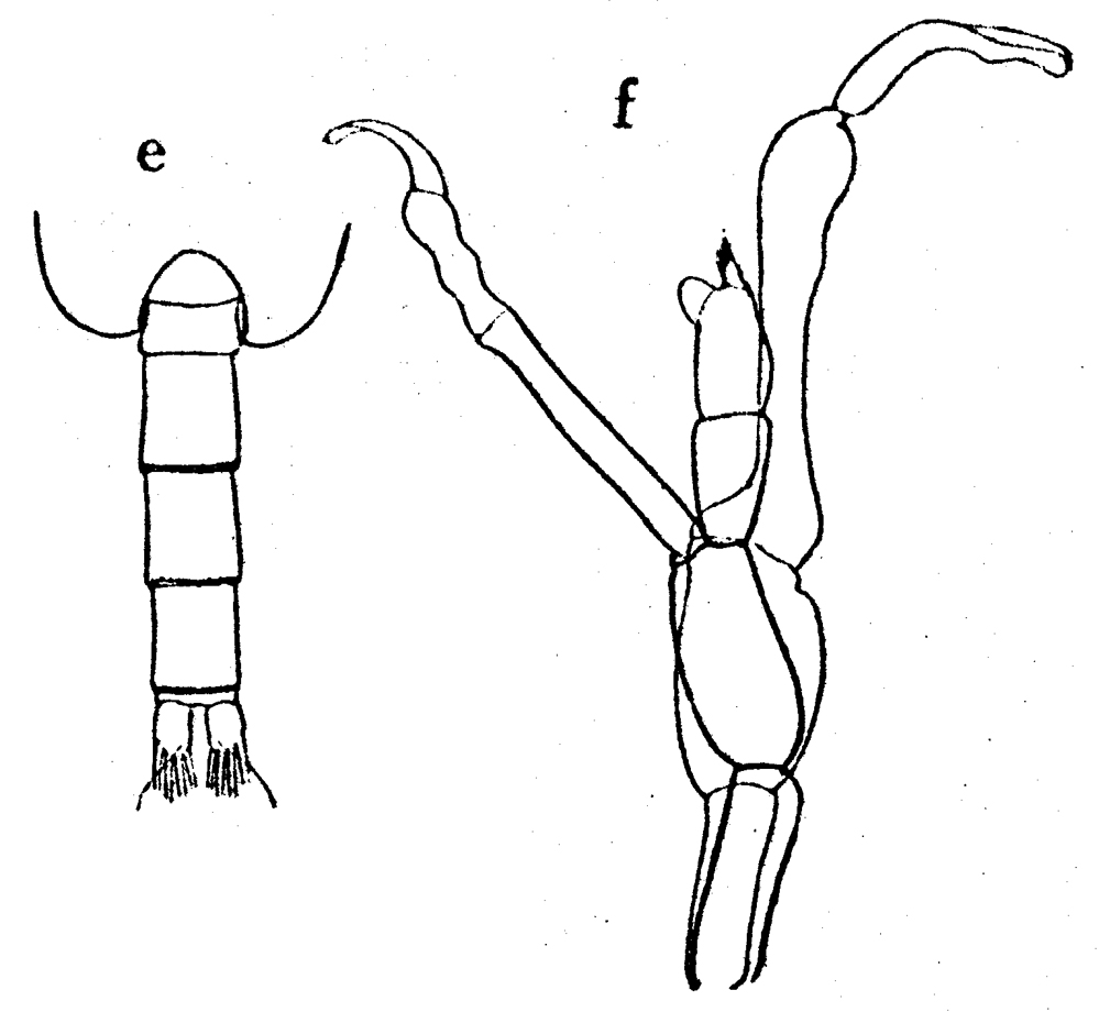 Espce Undinella frontalis - Planche 3 de figures morphologiques