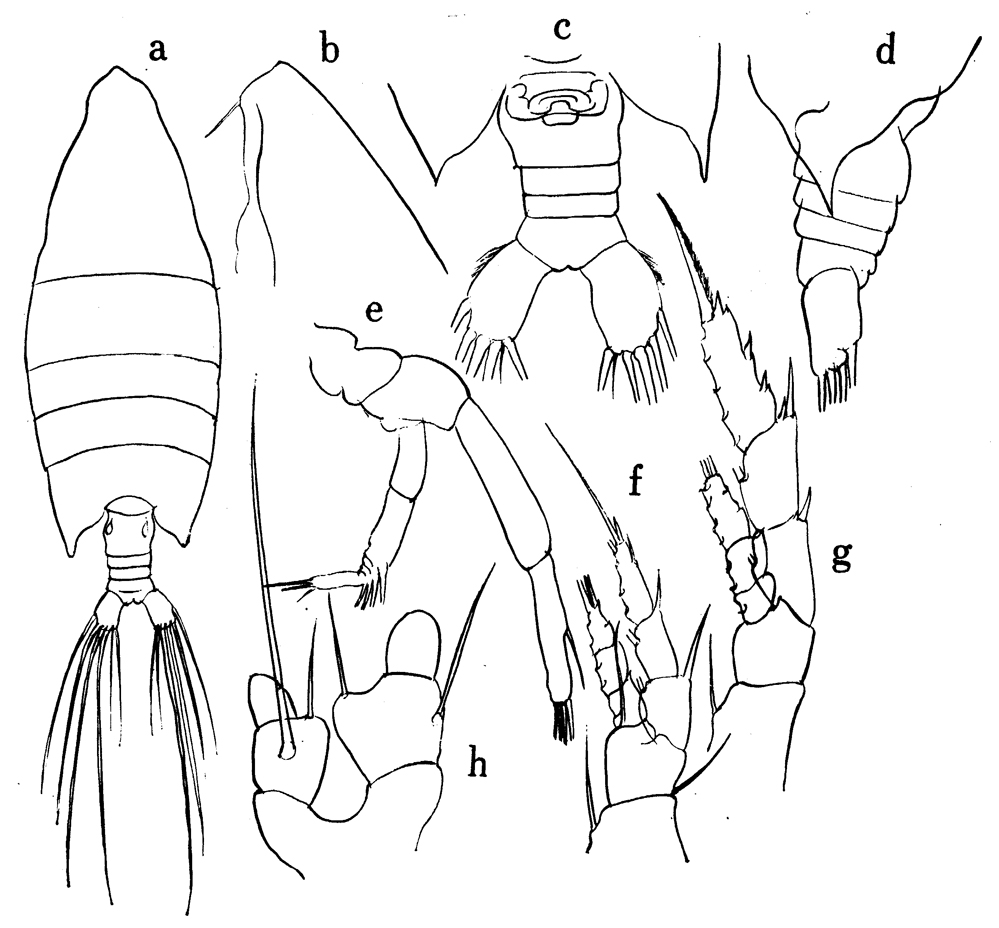 Espce Arietellus unisetosus - Planche 2 de figures morphologiques