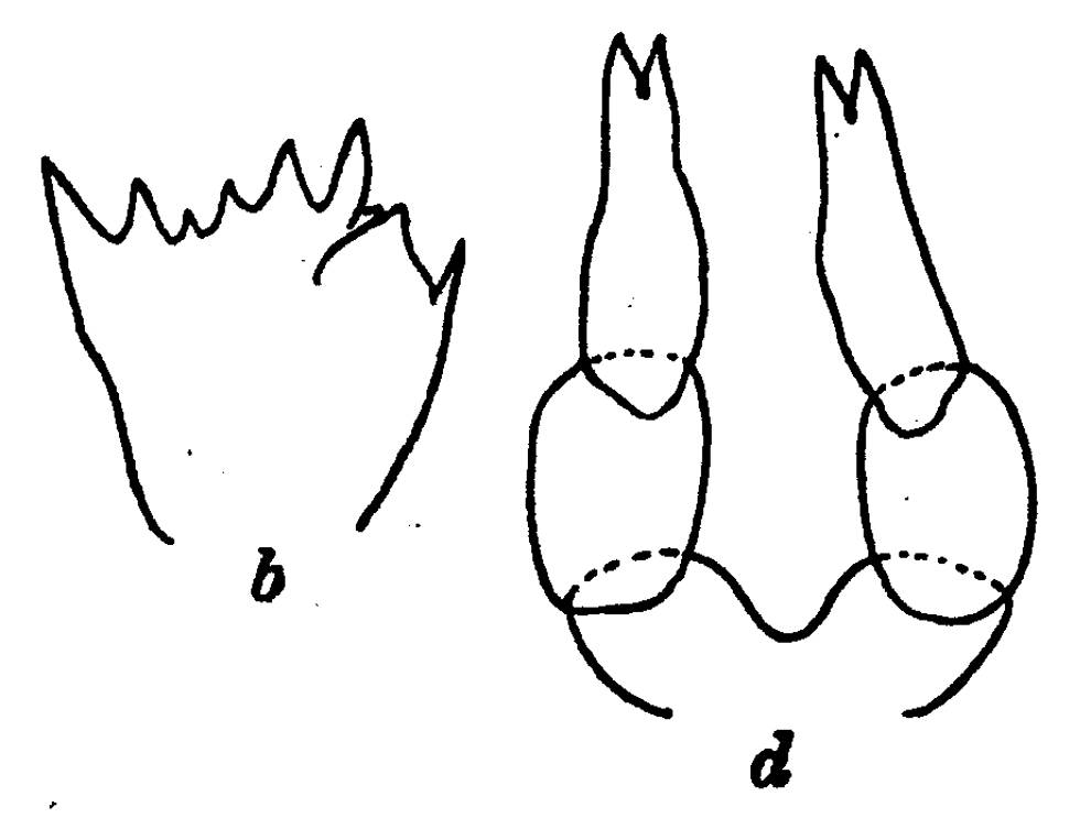 Espèce Clausocalanus arcuicornis - Planche 27 de figures morphologiques