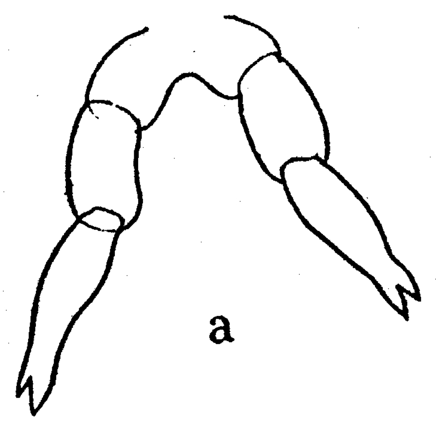 Espèce Clausocalanus arcuicornis - Planche 28 de figures morphologiques
