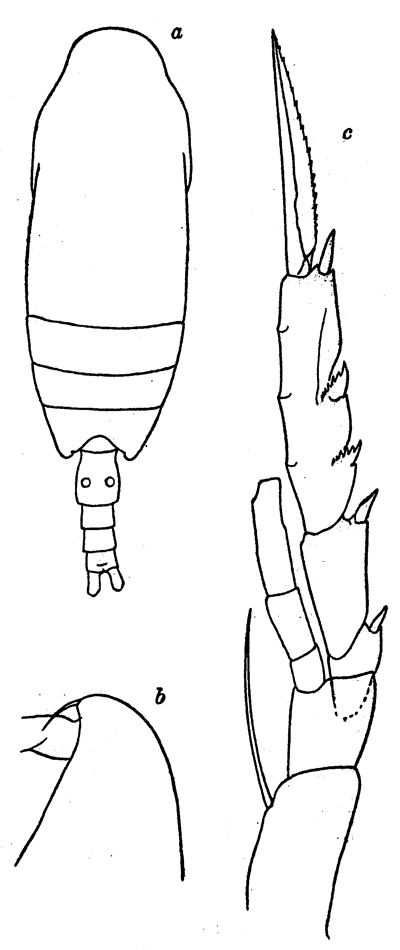 Espèce Ctenocalanus vanus - Planche 18 de figures morphologiques