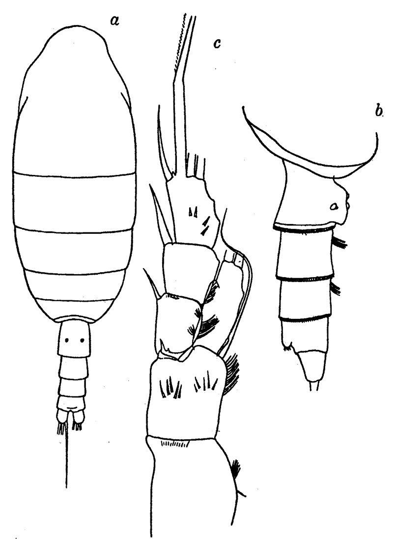 Species Spinocalanus spinipes - Plate 4 of morphological figures