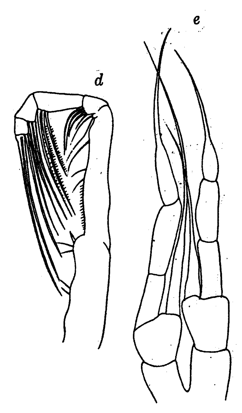 Espèce Spinocalanus abyssalis - Planche 18 de figures morphologiques