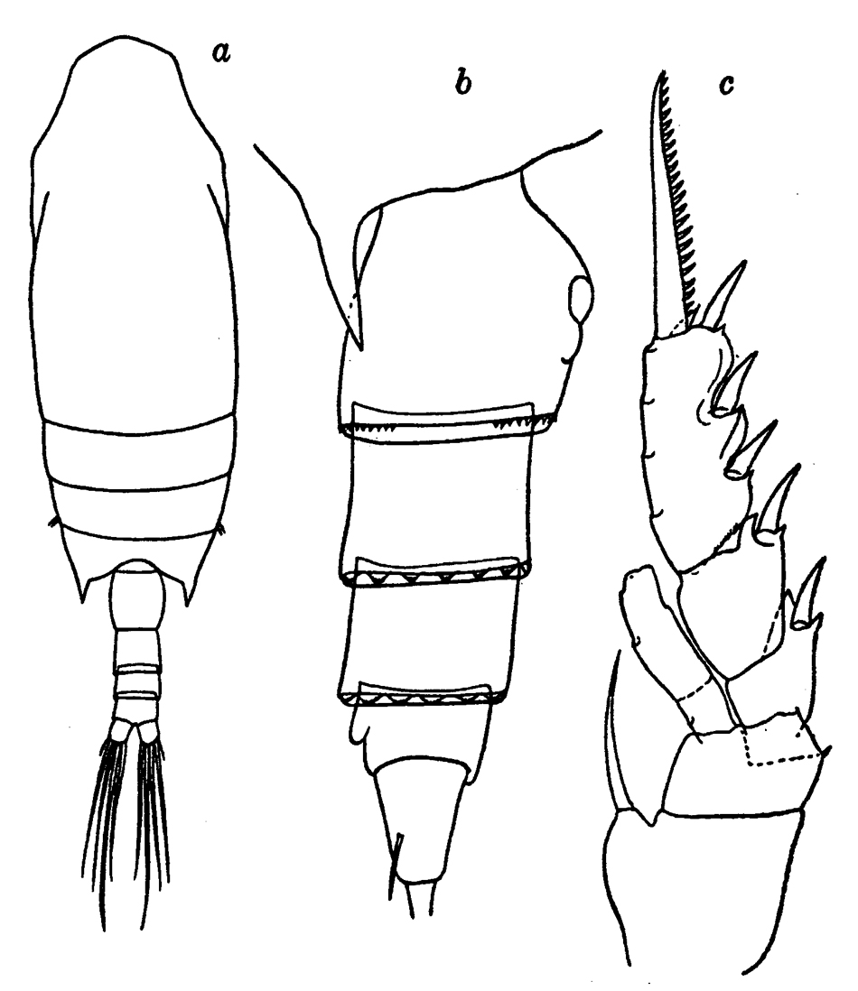 Espèce Chiridius poppei - Planche 14 de figures morphologiques