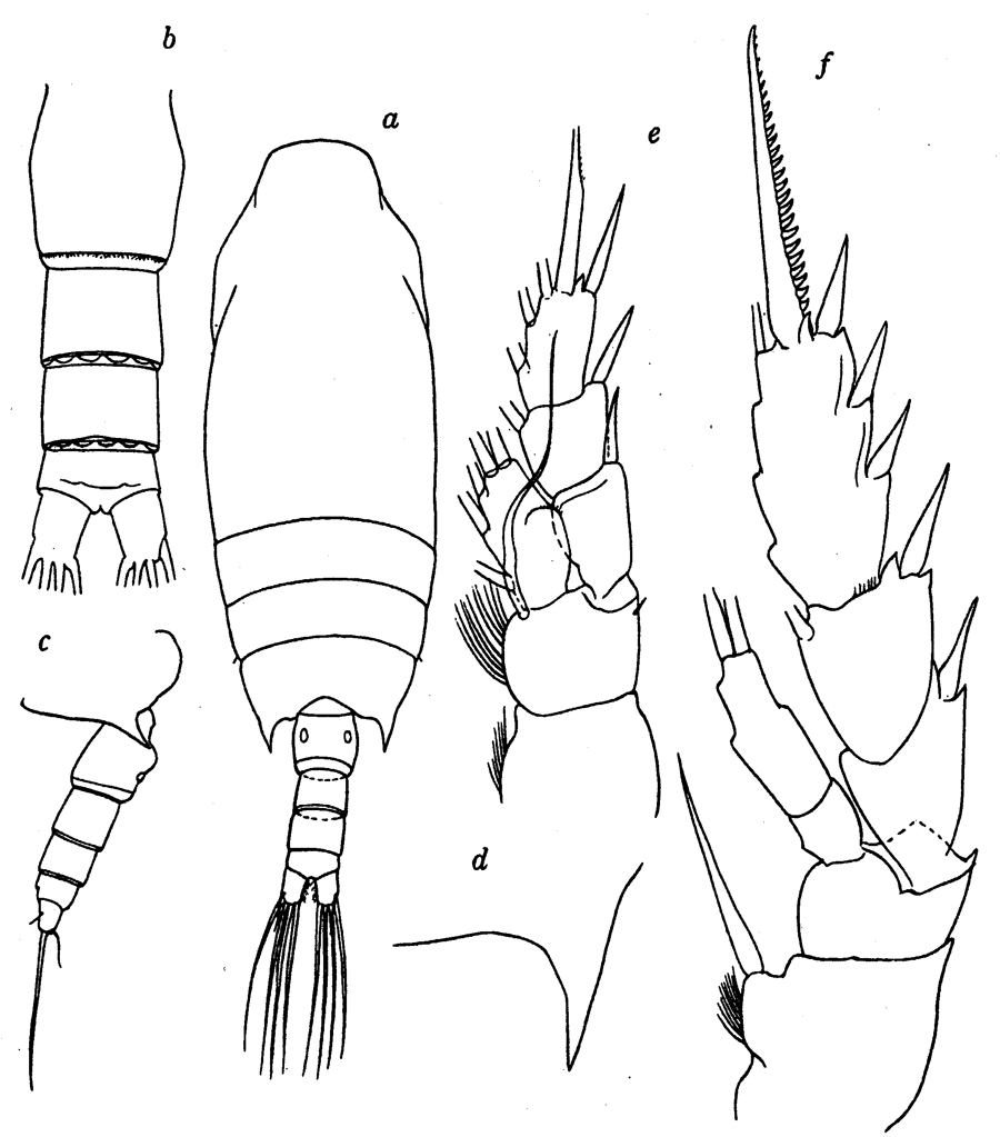 Species Chiridius gracilis - Plate 17 of morphological figures