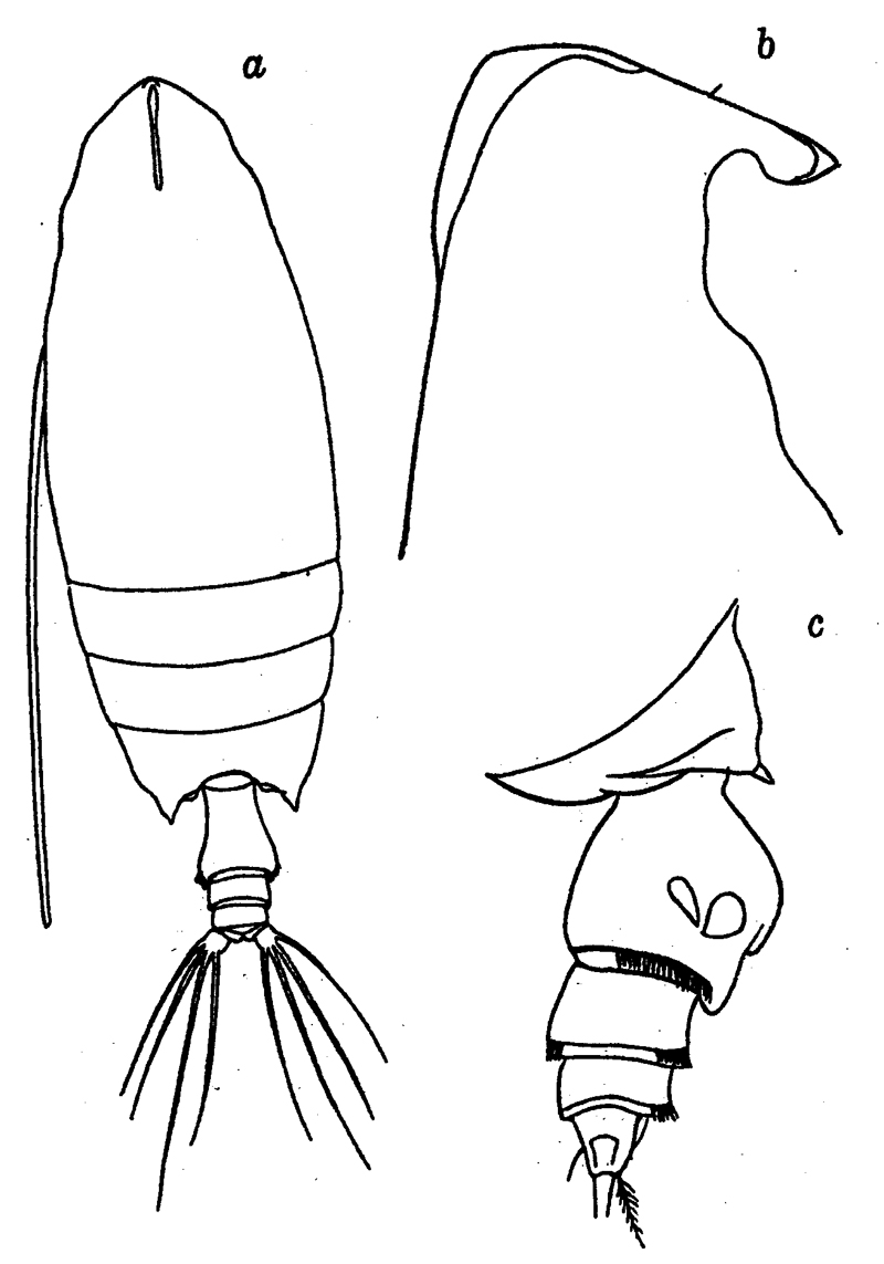 Species Scottocalanus securifrons - Plate 24 of morphological figures
