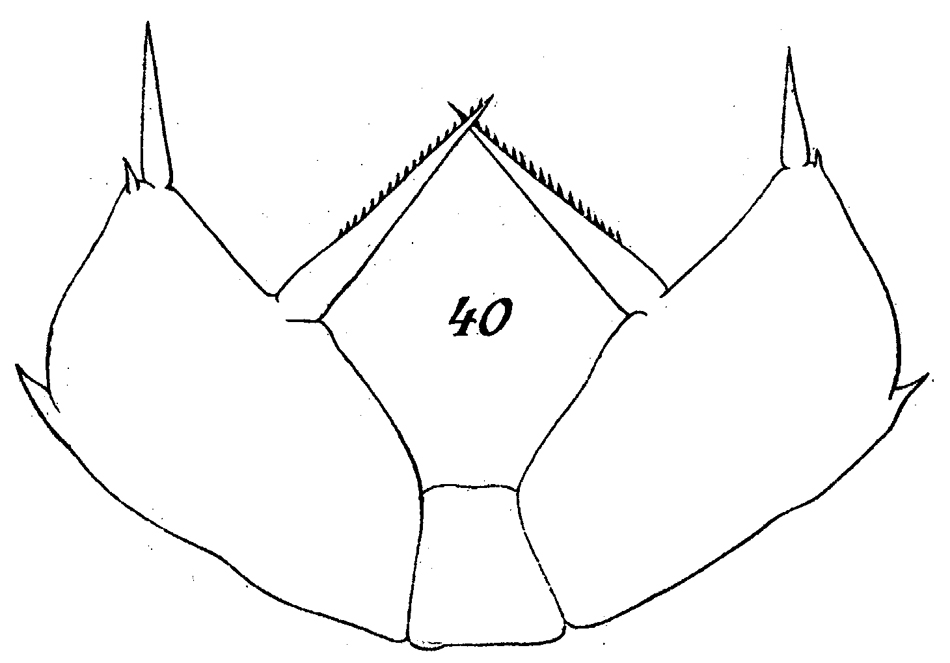 Espèce Scolecithricella abyssalis - Planche 11 de figures morphologiques