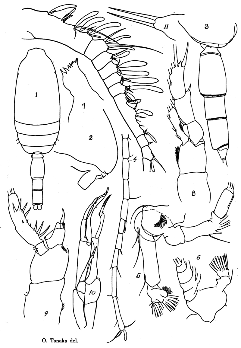 Espèce Scaphocalanus brevicornis - Planche 7 de figures morphologiques