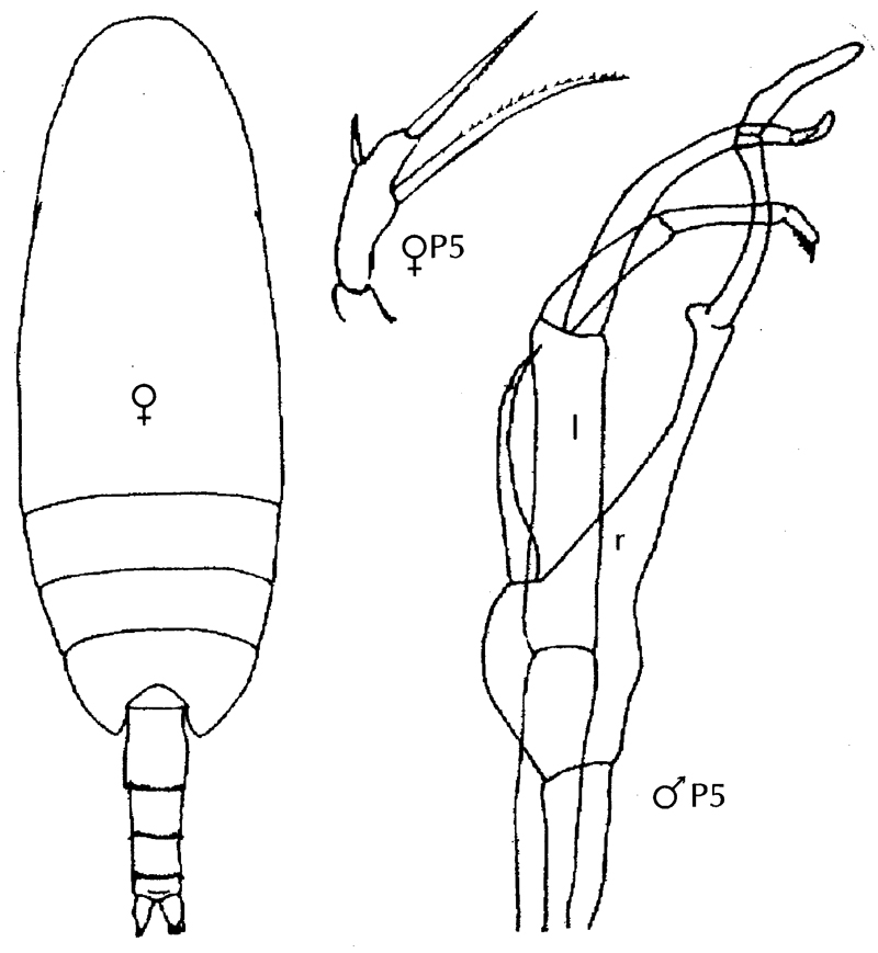 Espèce Scaphocalanus brevicornis - Planche 10 de figures morphologiques