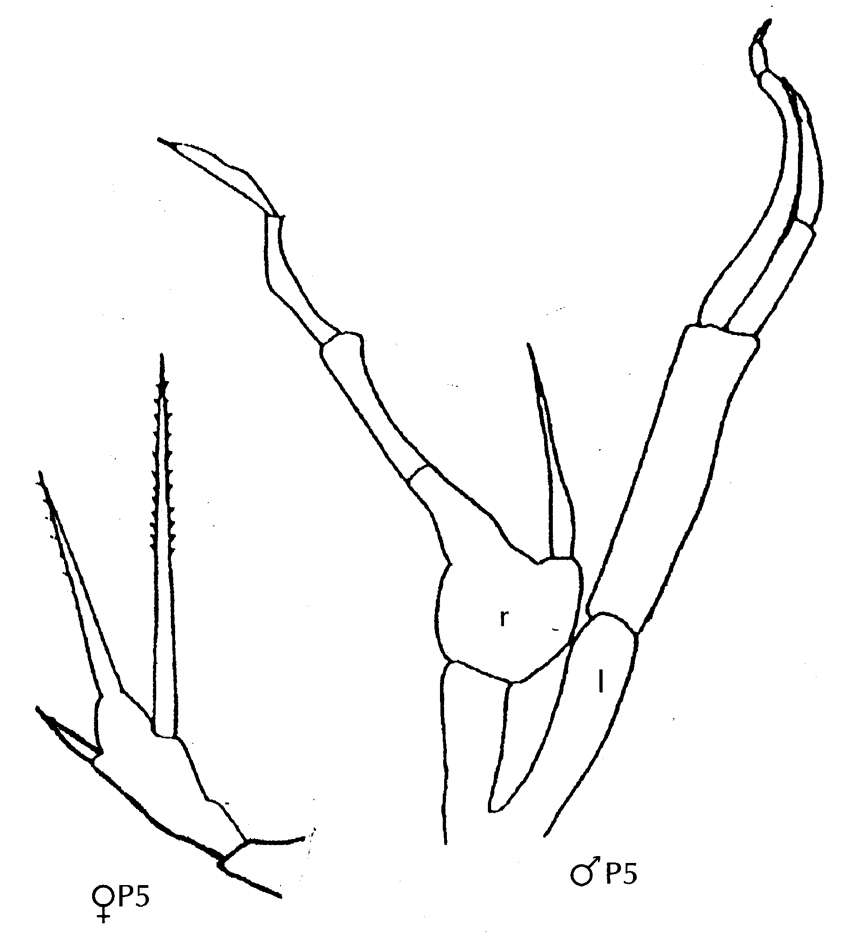 Espce Scaphocalanus farrani - Planche 19 de figures morphologiques