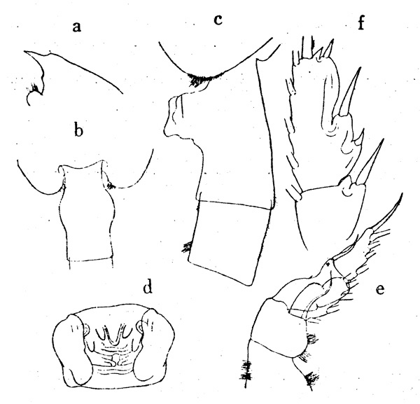 Espce Paraeuchaeta calva - Planche 2 de figures morphologiques