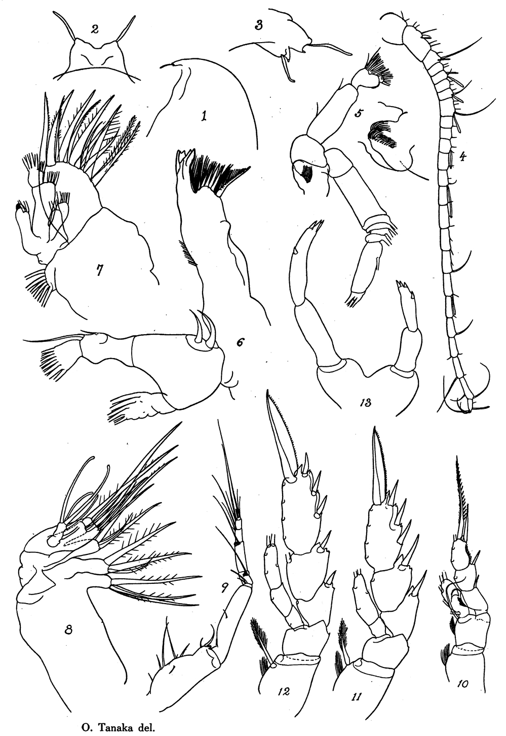 Espce Undinella frontalis - Planche 5 de figures morphologiques