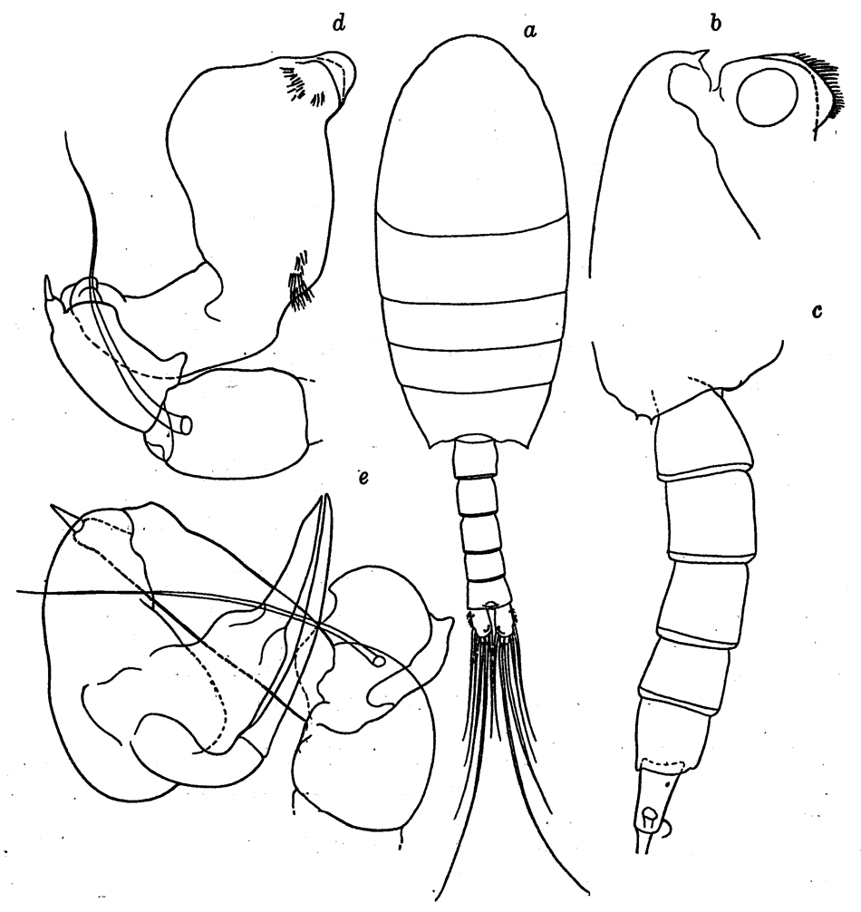 Species Nullosetigera helgae - Plate 15 of morphological figures