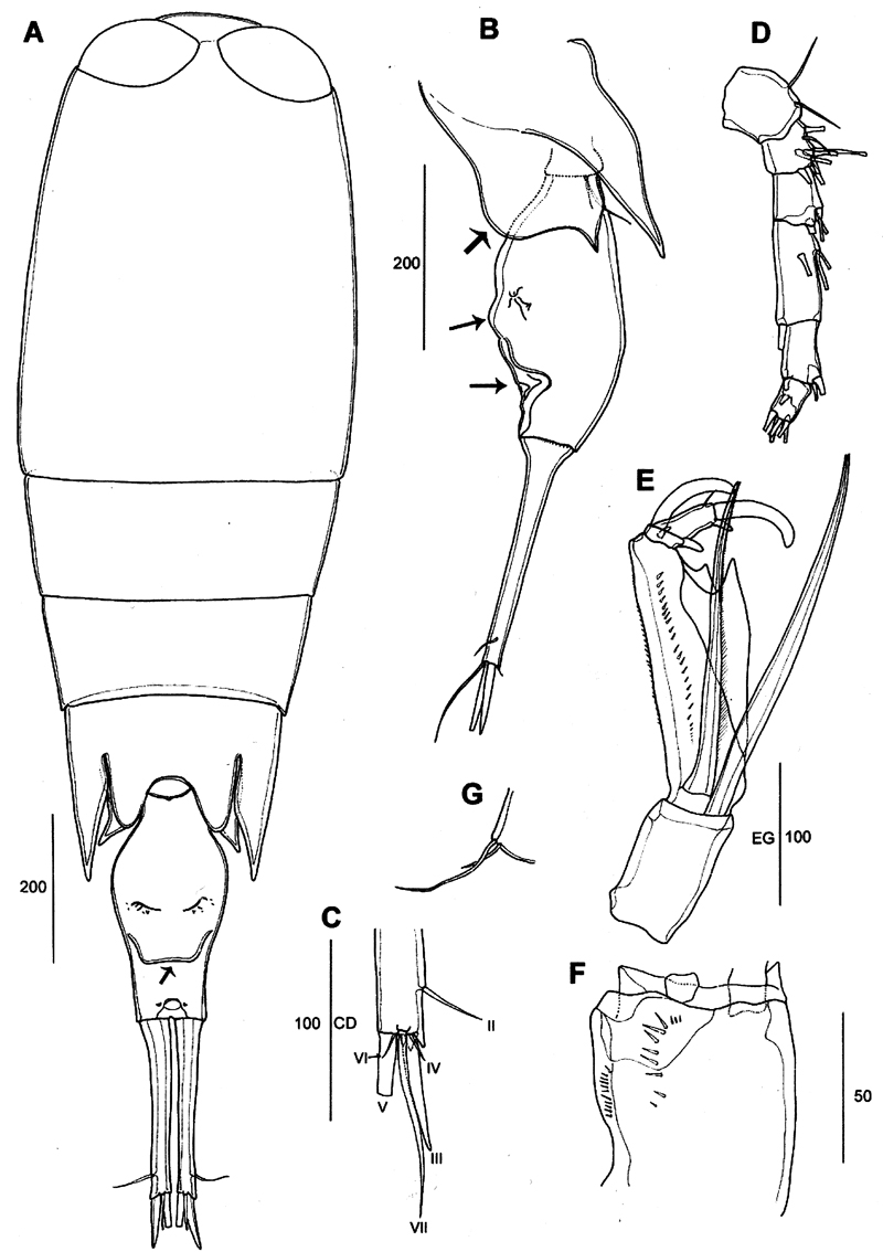 Espèce Corycaeus (Agetus) typicus - Planche 16 de figures morphologiques