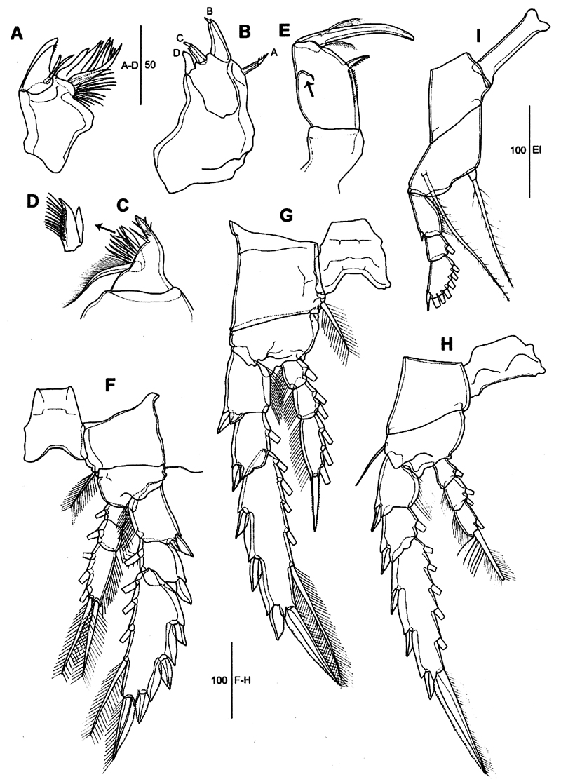 Espèce Corycaeus (Agetus) typicus - Planche 17 de figures morphologiques