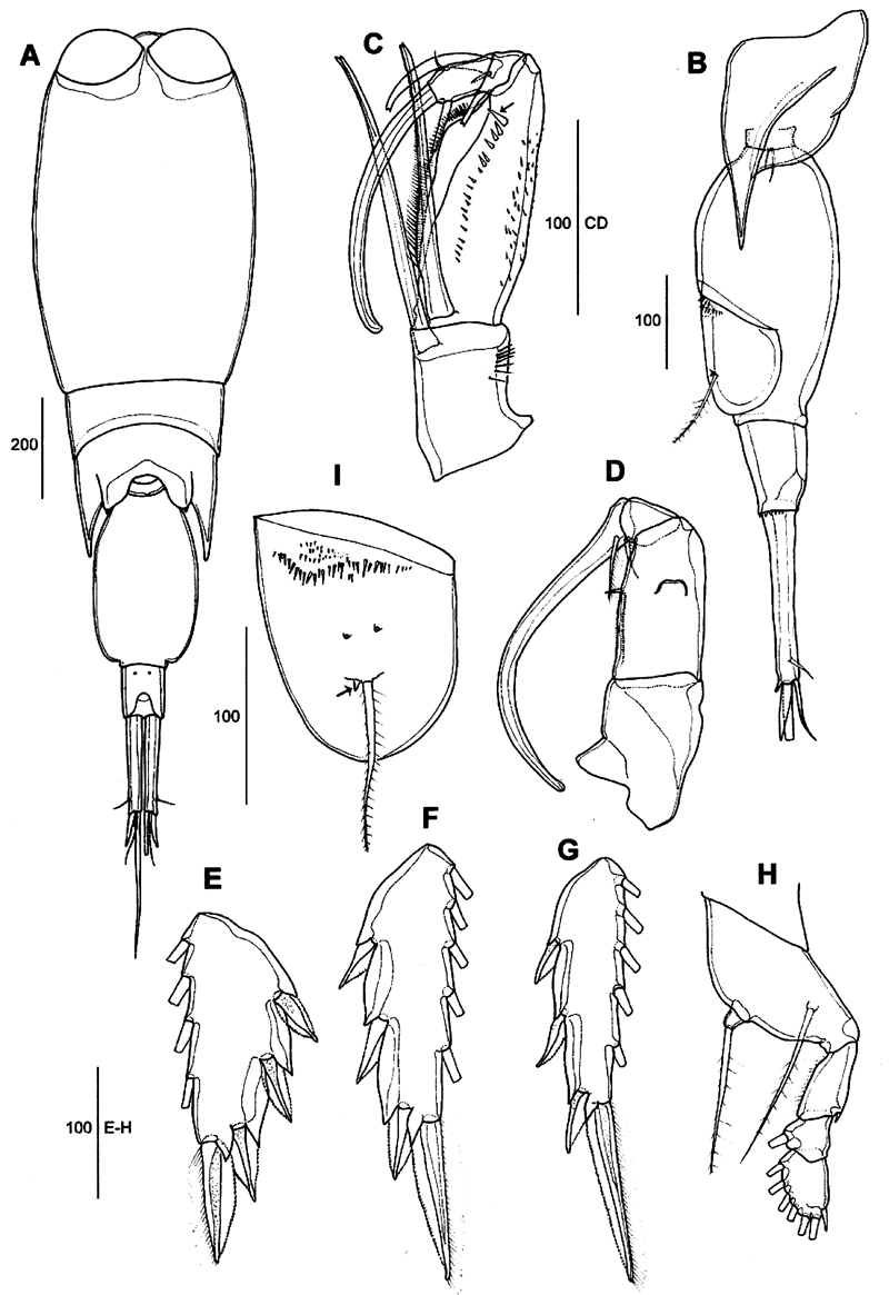 Espèce Corycaeus (Agetus) typicus - Planche 18 de figures morphologiques