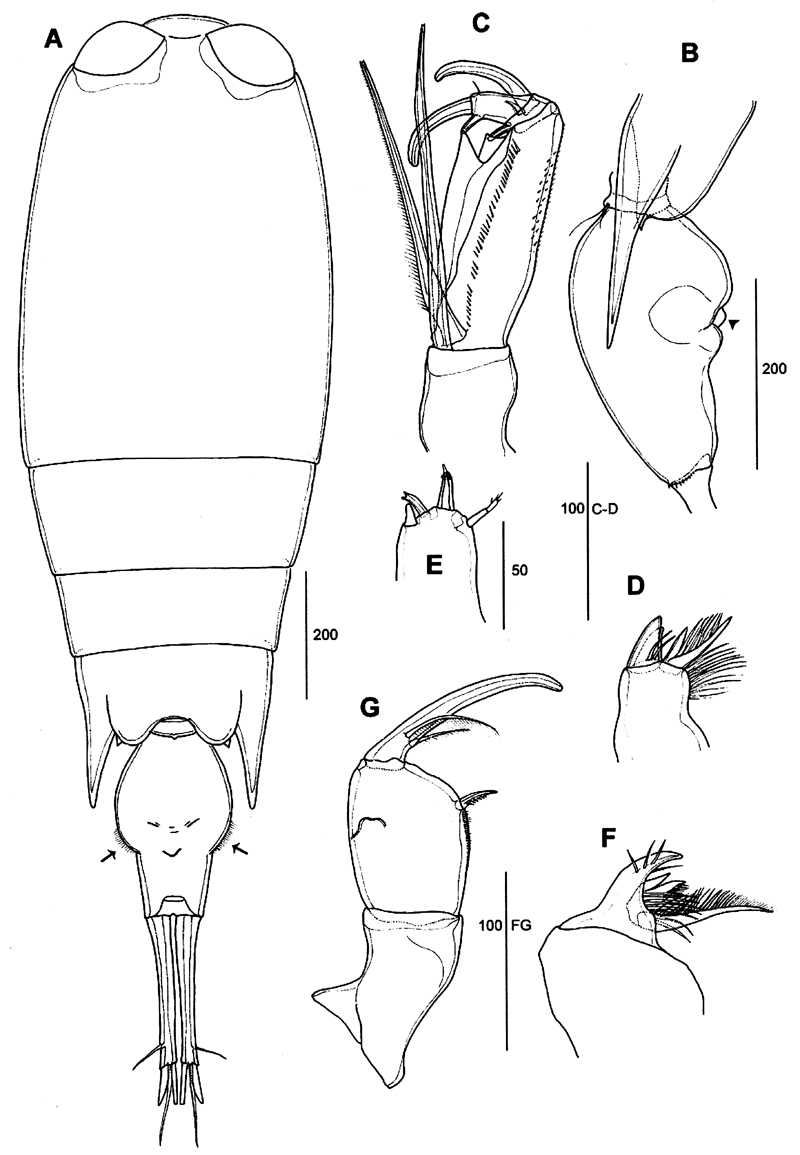 Espce Corycaeus (Agetus) flaccus - Planche 18 de figures morphologiques