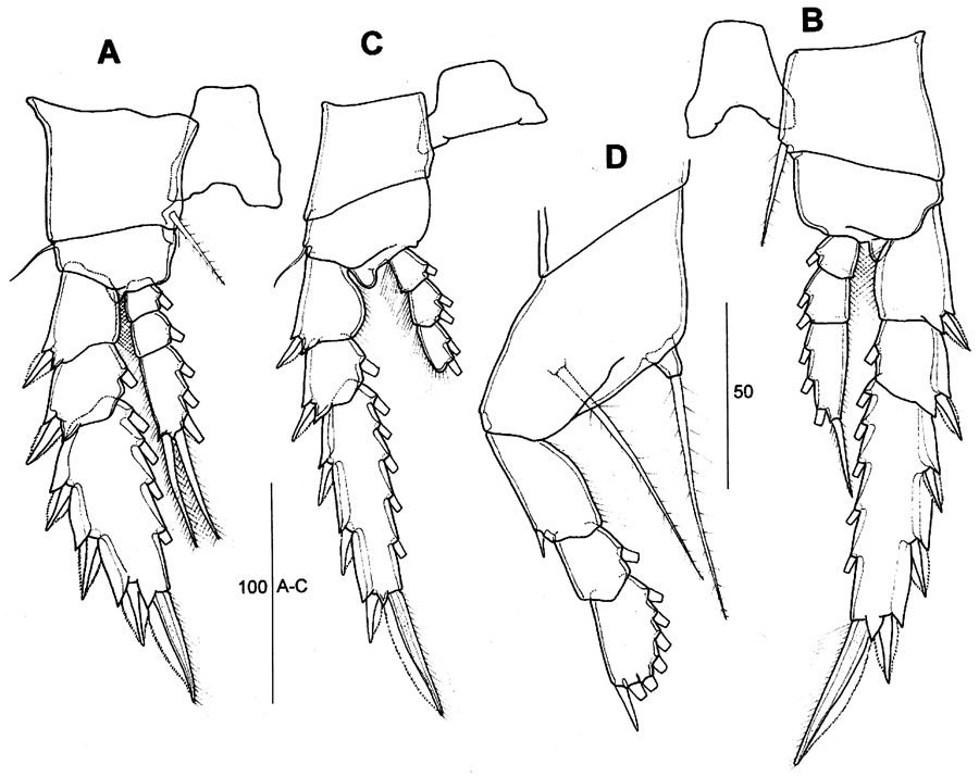 Species Corycaeus (Agetus) flaccus - Plate 19 of morphological figures