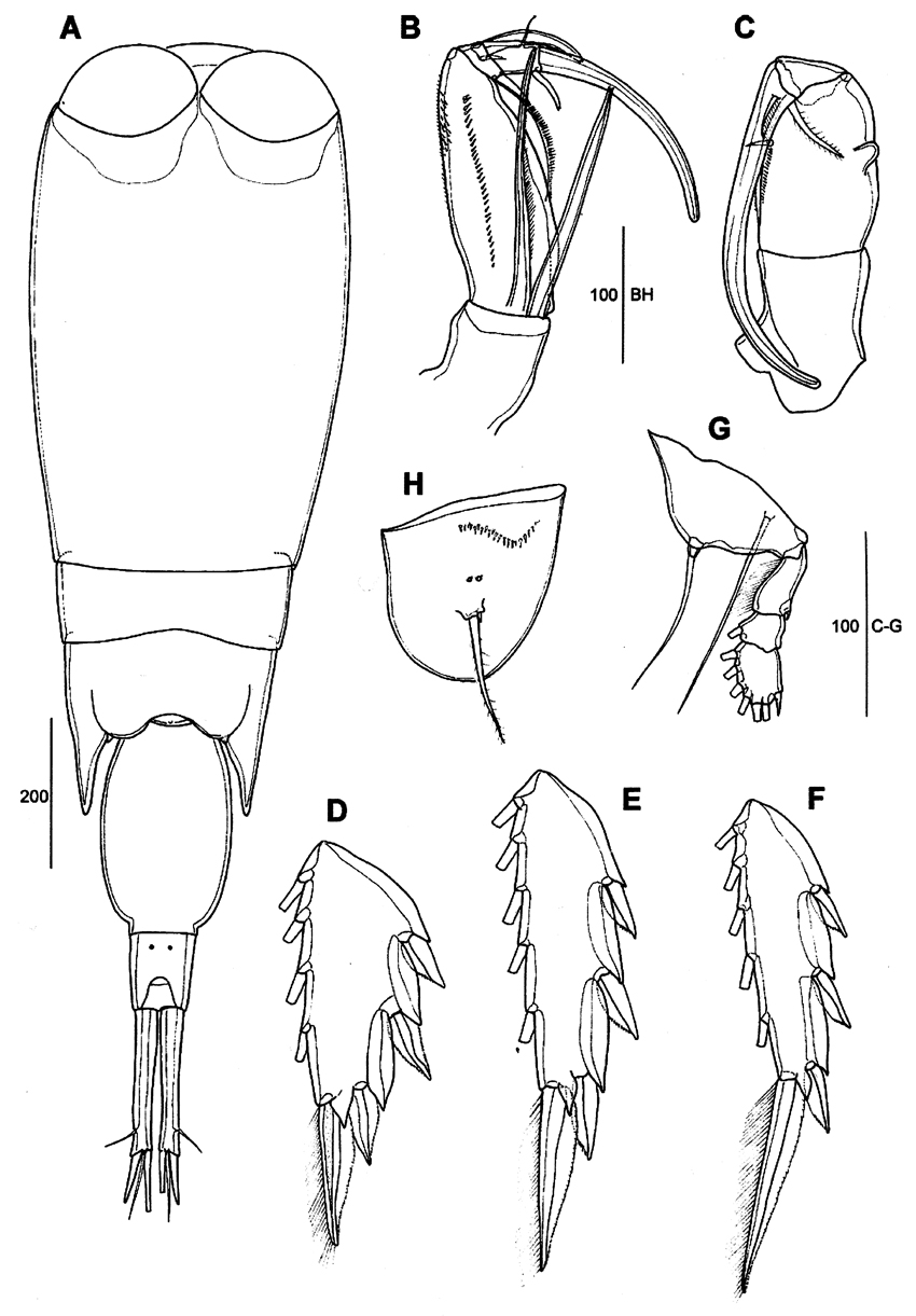 Species Corycaeus (Agetus) flaccus - Plate 20 of morphological figures