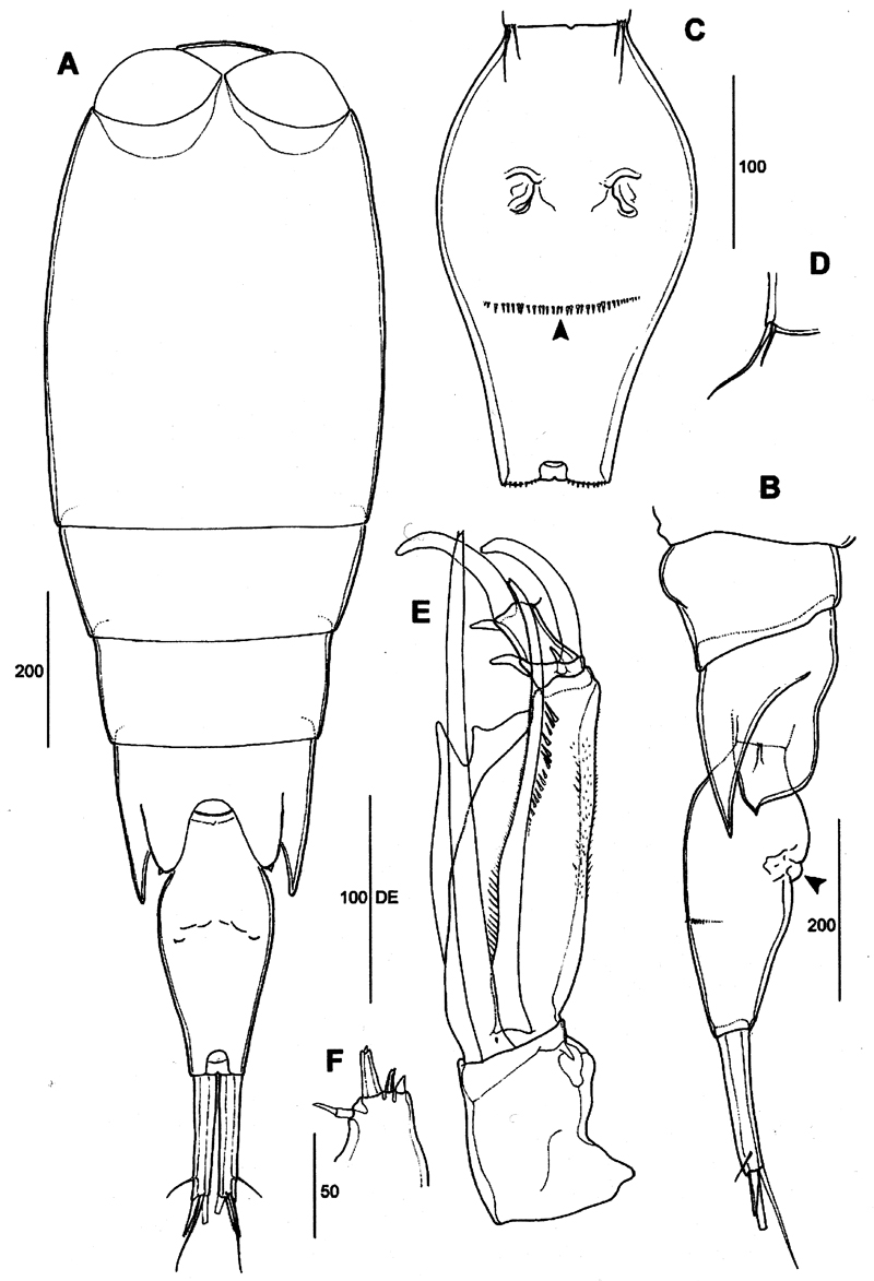Espèce Corycaeus (Agetus) limbatus - Planche 19 de figures morphologiques