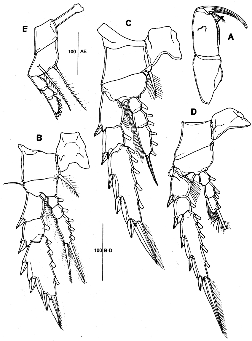 Species Corycaeus (Agetus) limbatus - Plate 20 of morphological figures