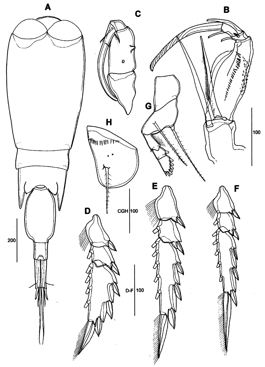 Espèce Corycaeus (Agetus) limbatus - Planche 21 de figures morphologiques