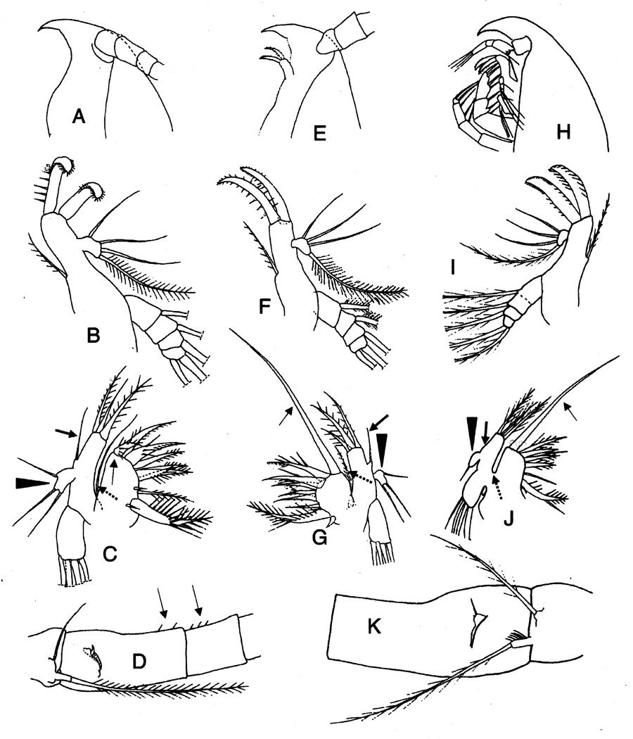 Espèce Oithona brevicornis - Planche 28 de figures morphologiques