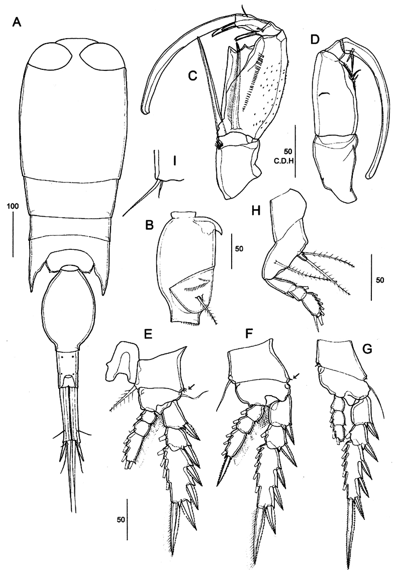 Espèce Corycaeus (Ditrichocorycaeus) dahli - Planche 19 de figures morphologiques