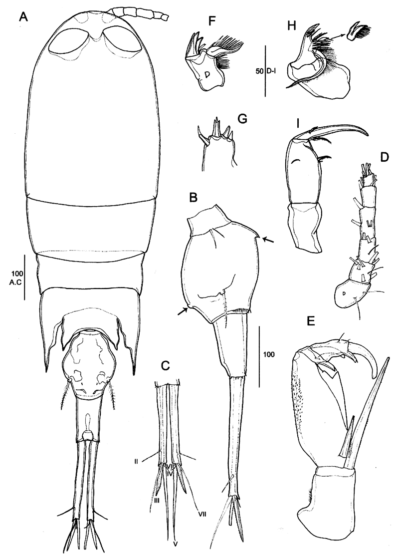 Espèce Corycaeus (Ditrichocorycaeus) dahli - Planche 17 de figures morphologiques