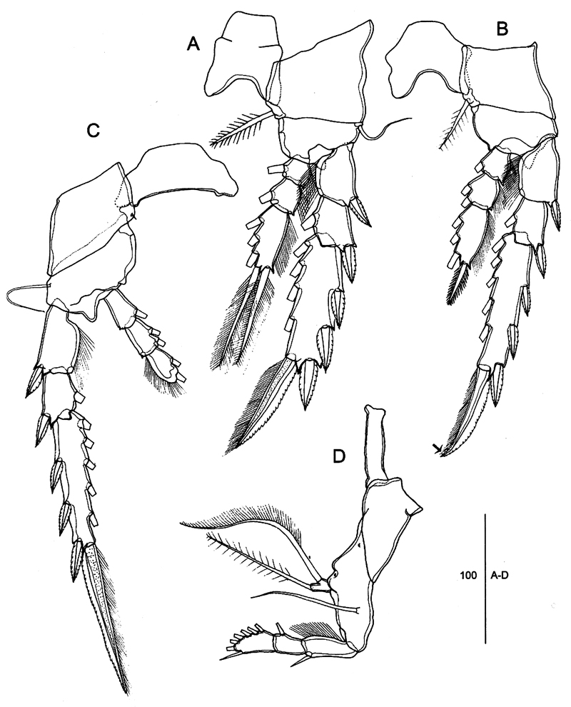 Espèce Corycaeus (Ditrichocorycaeus) dahli - Planche 18 de figures morphologiques