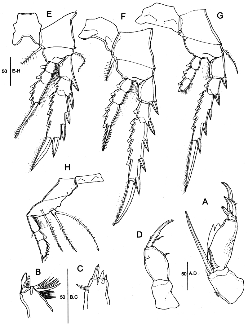 Species Corycaeus (Ditrichocorycaeus) lubbocki - Plate 8 of morphological figures