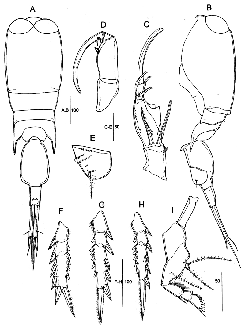 Species Corycaeus (Ditrichocorycaeus) lubbocki - Plate 9 of morphological figures