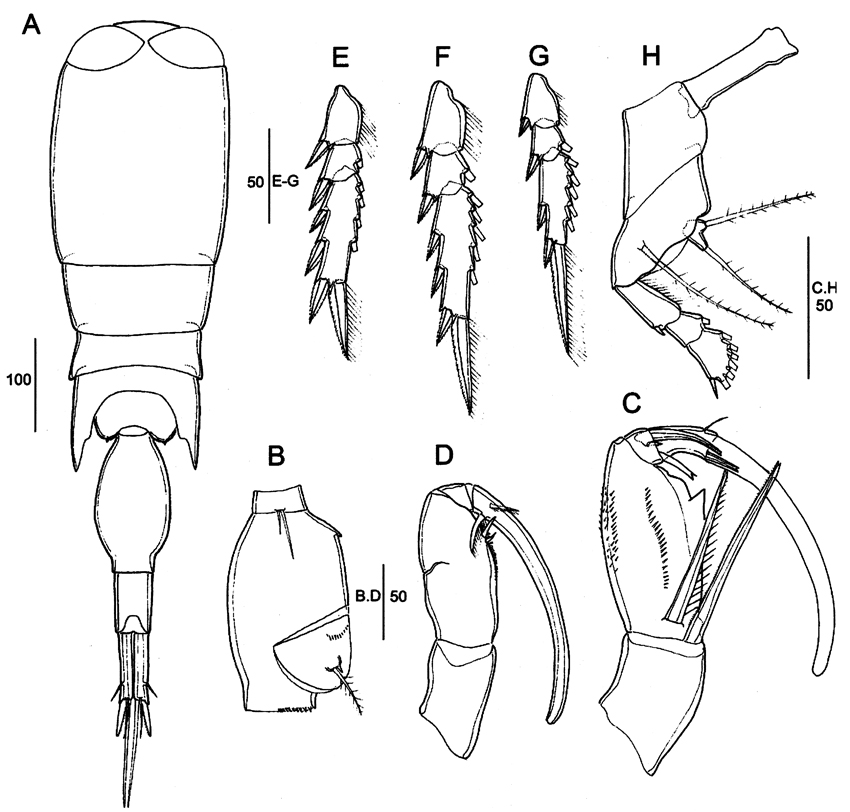 Species Corycaeus (Ditrichocorycaeus) subtilis - Plate 11 of morphological figures