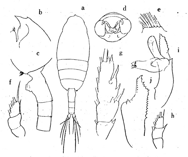 Espce Paraeuchaeta scotti - Planche 3 de figures morphologiques