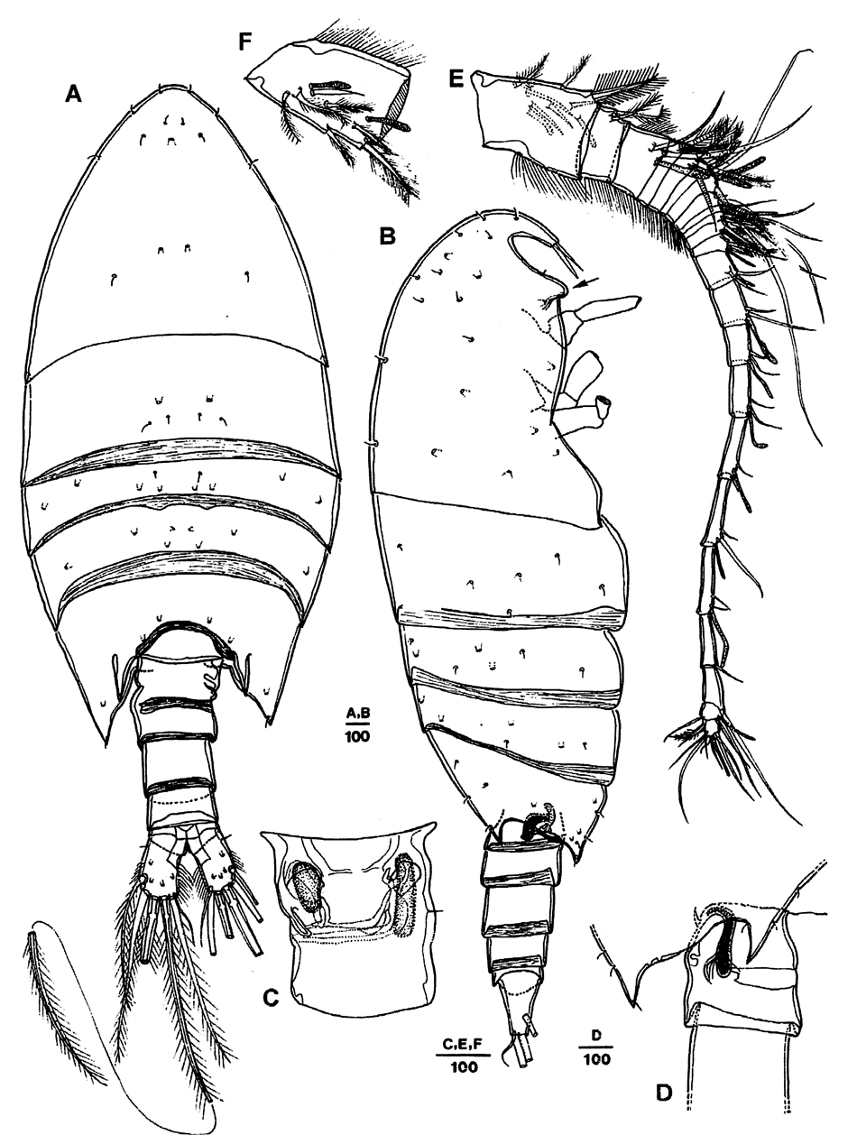 Espce Sarsarietellus orientalis - Planche 1 de figures morphologiques