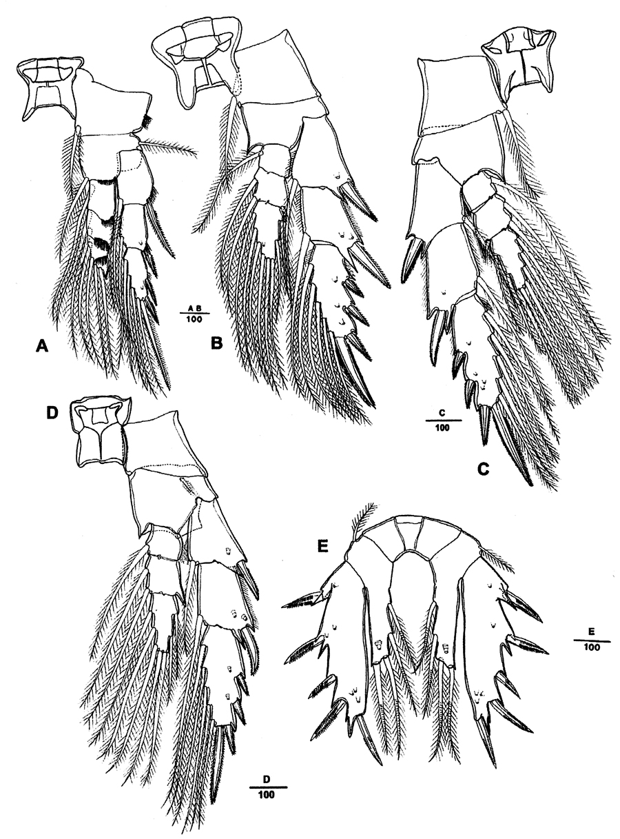 Species Sarsarietellus orientalis - Plate 3 of morphological figures